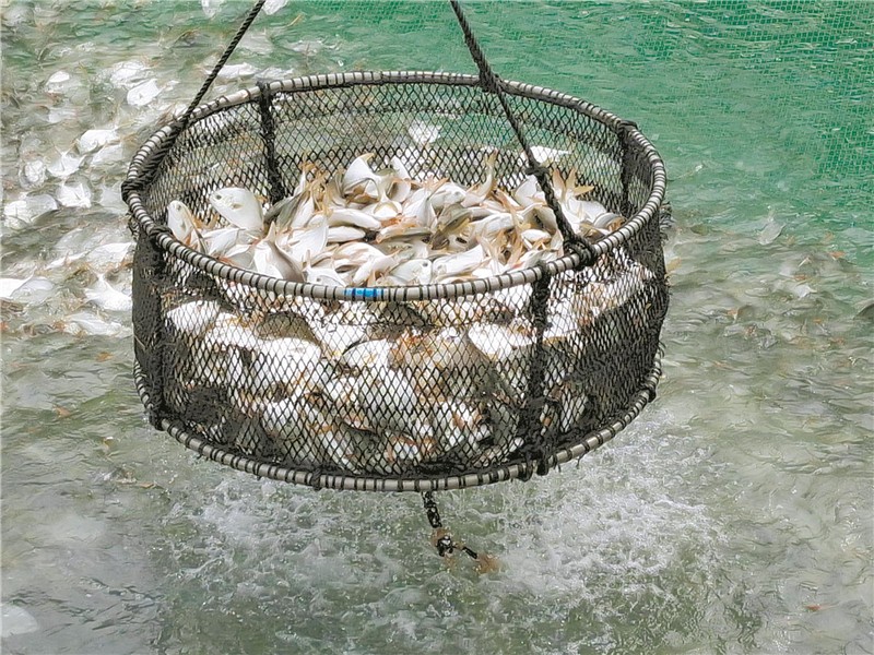 湛江海洋牧场，迎来又一个金鲳鱼丰收季 张海发 摄