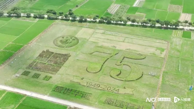 墨园村的稻田。