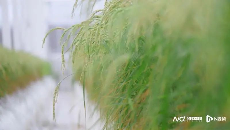 采用三层立体苗床种植的水稻。