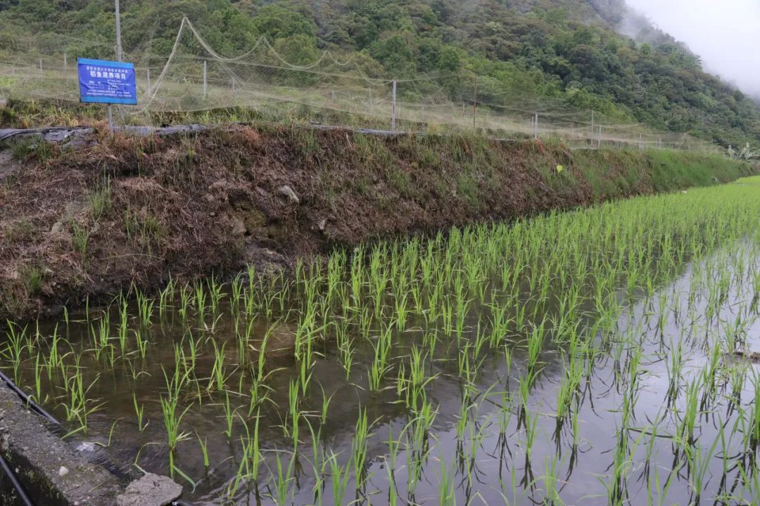 墨脱“稻渔共生”基地。2024年，佛山援墨工作组助力墨脱成功培育10亩“稻渔共生”示范田。（蔡彦栩/摄）