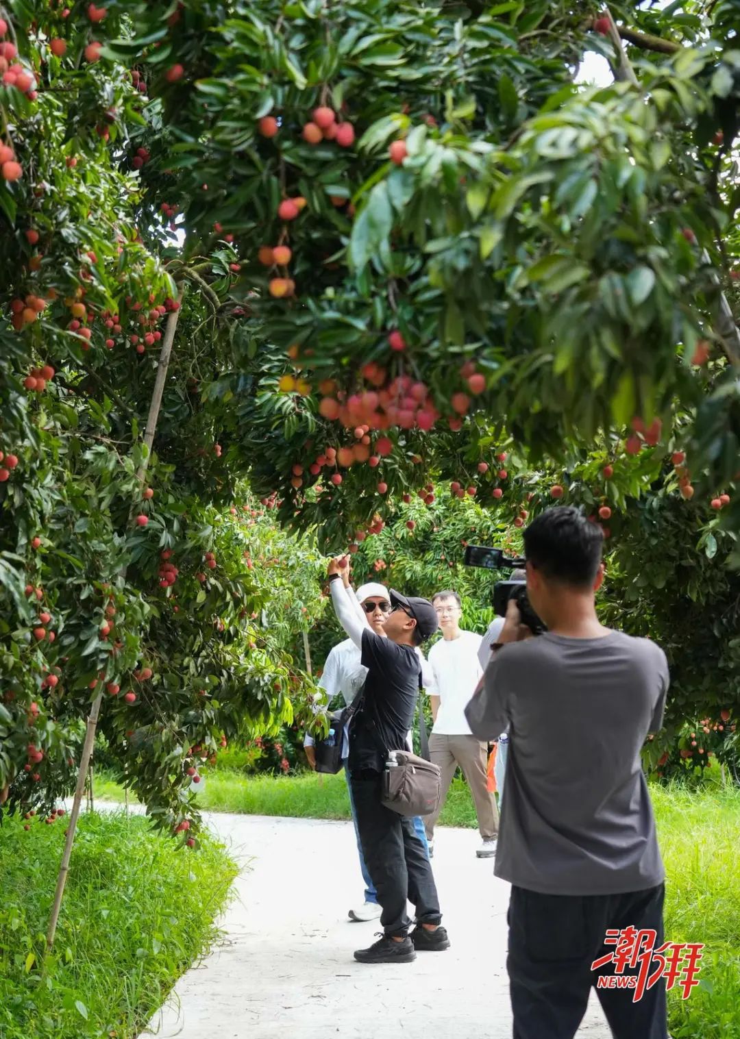 自媒体网络大Ｖ荔枝园采风。