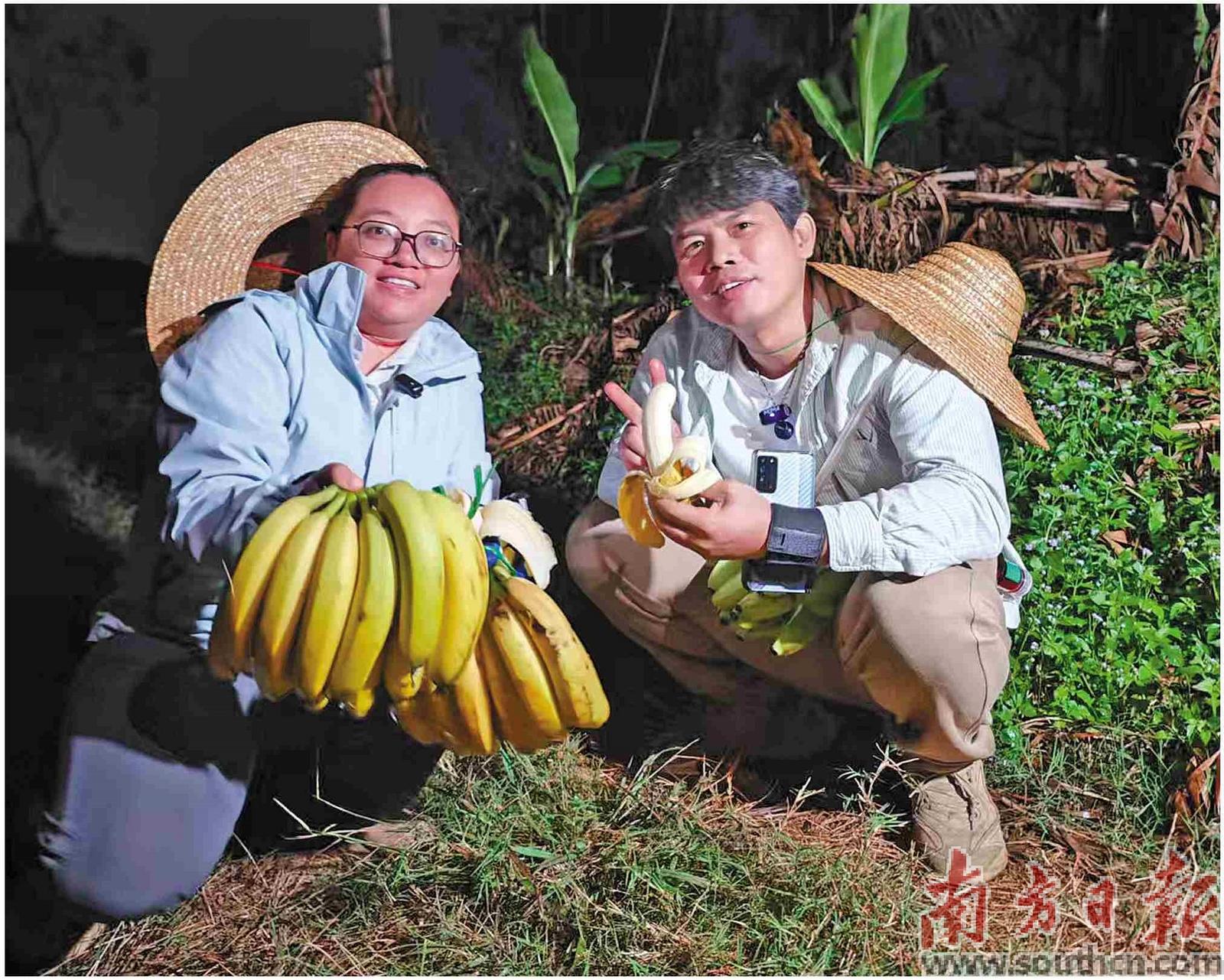 主播们在田间直播。